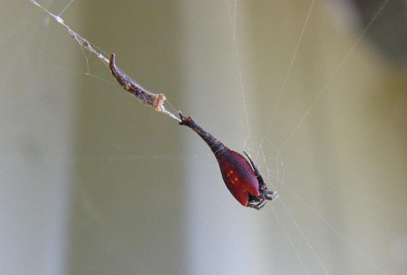 Arachnura_higginsi_D5959_Z_88_Donnelly River_Australie.jpg